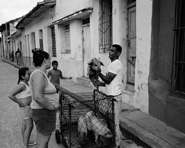 390-pig-seller-SS