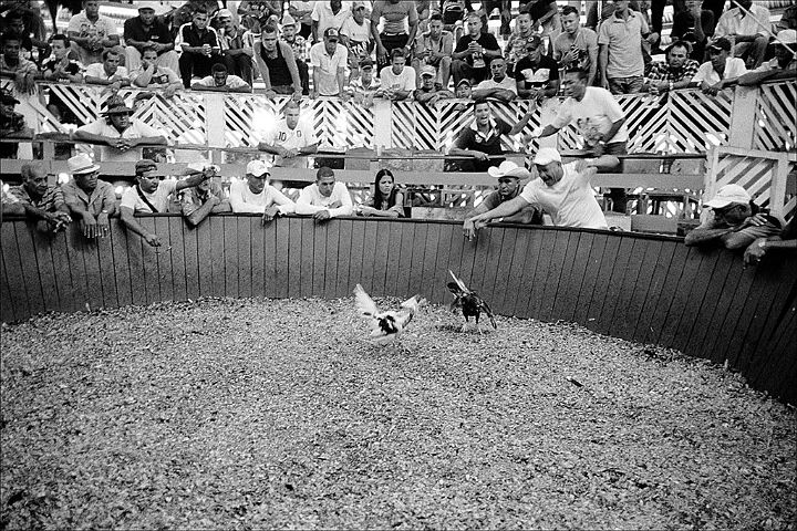 cock-fight-Bayamo