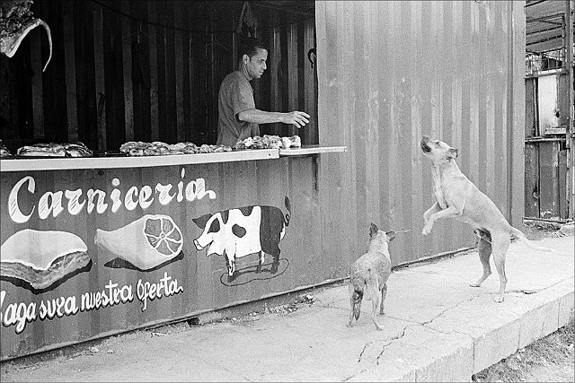 butcher-feeding-dogs