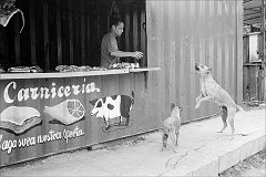 butcher-feeding-dogs