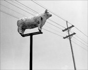 cow-on-pedestal-by-MS-river