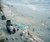 man-feeding-seagulls