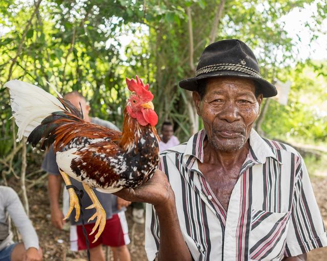 Cockfighting remains an integral part of Cuban culture.  It has evolved over centuries based on cocks, or male chickens, naturally competing with their peers to pass on only the strongest genes